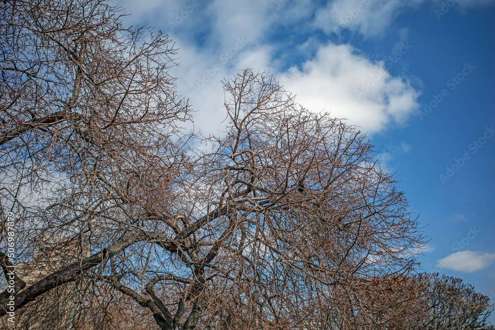 Silhouette of a tree without leaves against the background of the spring sky Silhouette of a tree without leaves against the background of the spring sky