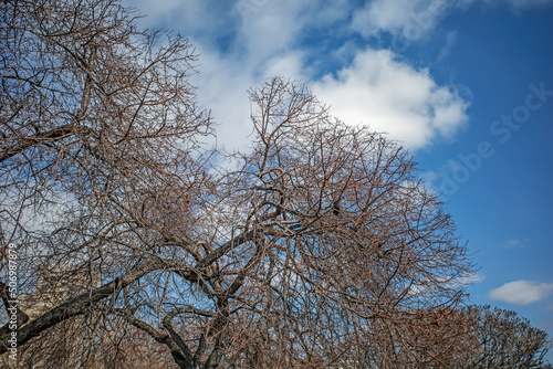 Silhouette of a tree without leaves against the background of the spring sky