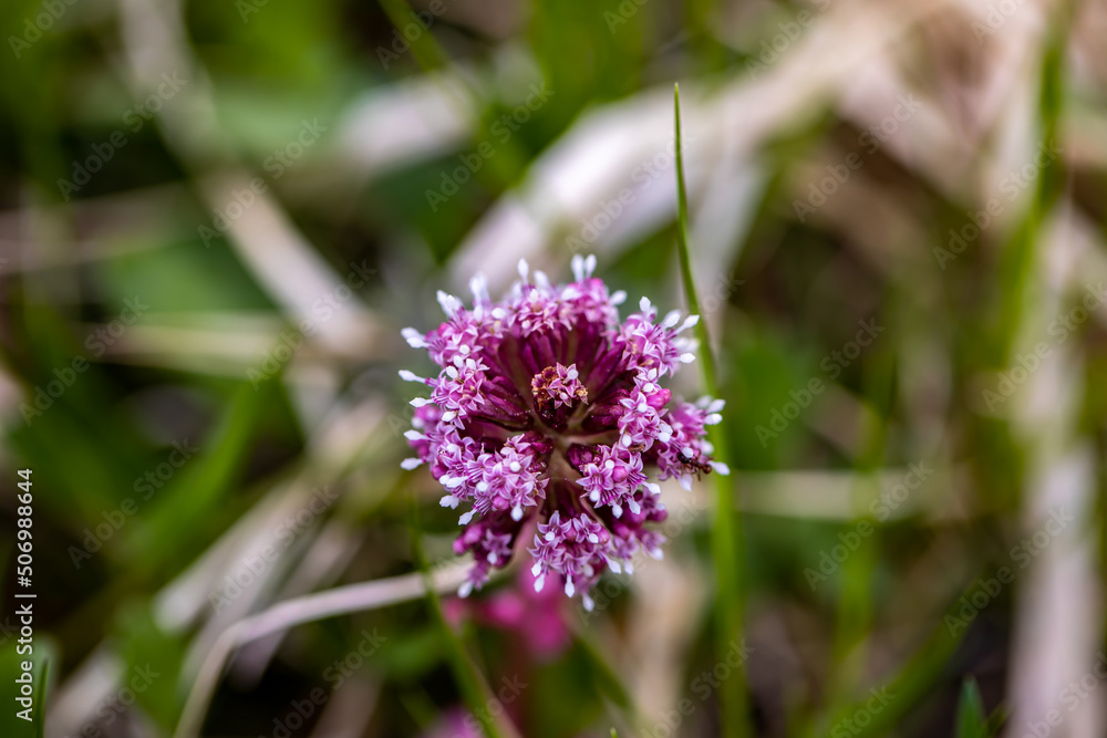 Petasites hybridus flower growing in meadow Petasites hybridus flower growing in meadow