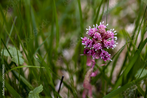 Petasites hybridus flower in meadow, close up shoot