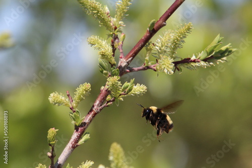 bumblebee coming in, Pylypow Wetlands, Edmonton, Alberta © Michael Mamoon