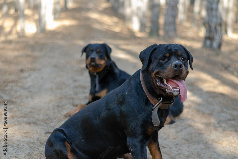 Two big black dogs sit on a path in the woods. Two big black dogs sit on a path in the woods.