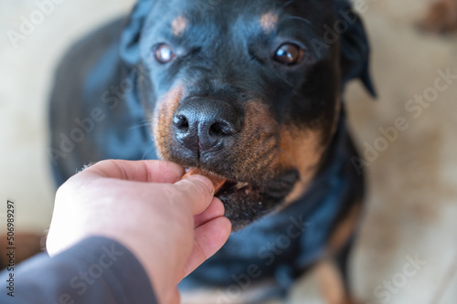 A man feeds a chewable tablet to fleas and ticks to his pet. A veterinary drug for oral use is placed by hand into the open mouth of a female Rottweiler. Close-up. Selective focus.