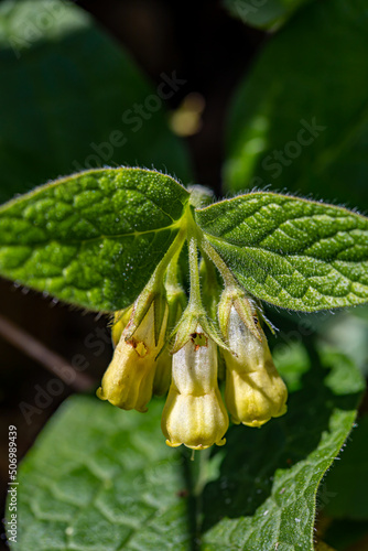 Symphytum tuberosum flower growing in meadow, close up photo