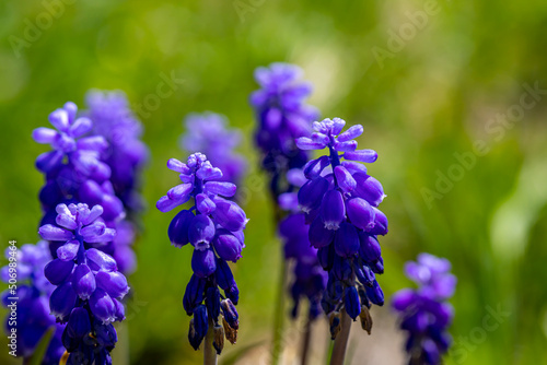 Muscari flower in meadow  close up 