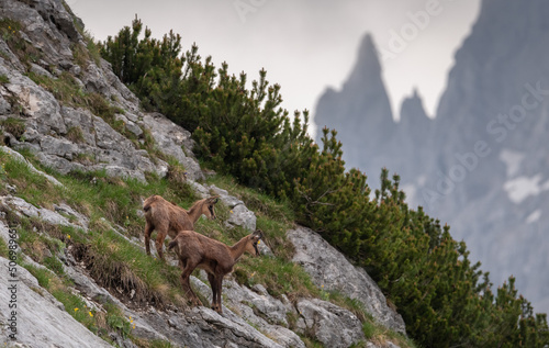Mountain goat in the mountain landscape of Julian Alps © gljivec