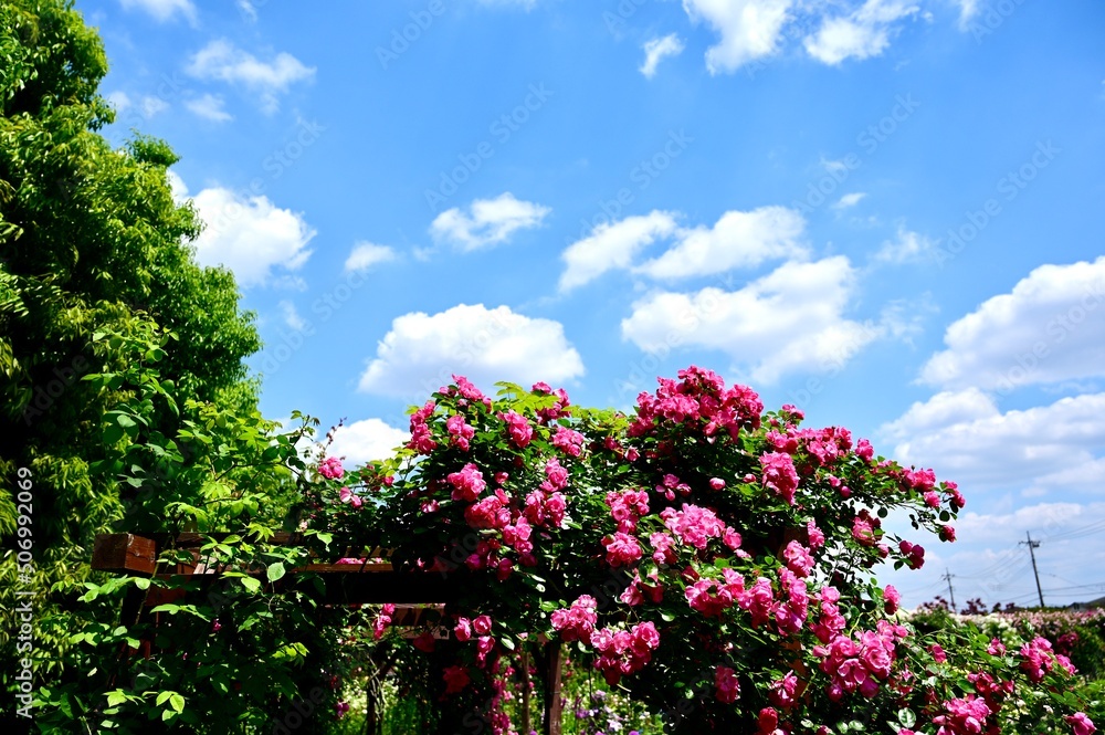 Japanese blue sky, clouds and roses