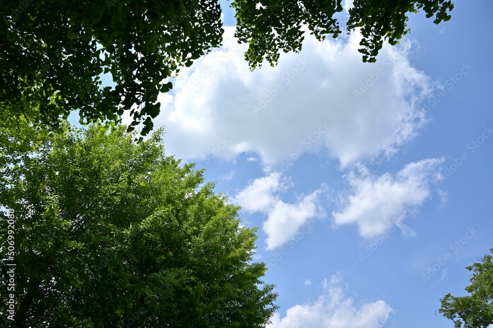 Fototapeta premium Japanese blue sky and clouds