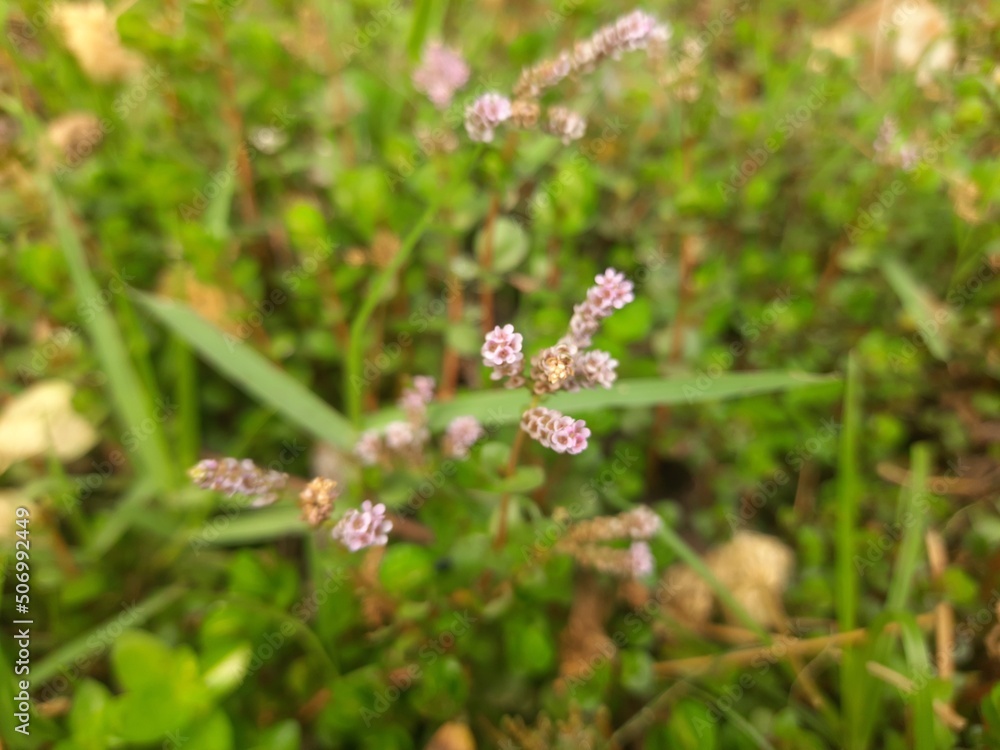 Rotala rotundifolia flowers. Beautiful wild flower in riverside. pink flower. Rotala rotundifolia flowers. Beautiful wild flower in riverside. pink flower.