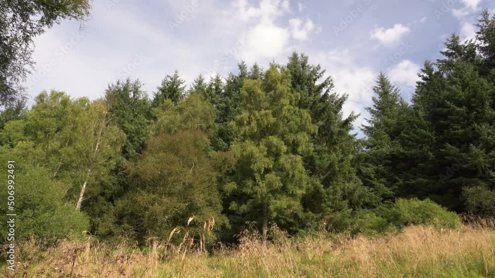 Trees rustling in the Wind on a Summer Day Trees rustling in the Wind on a Summer Day