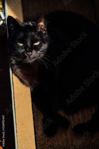 black cat in cardboard scratch lounge looking at camera in the sunlight