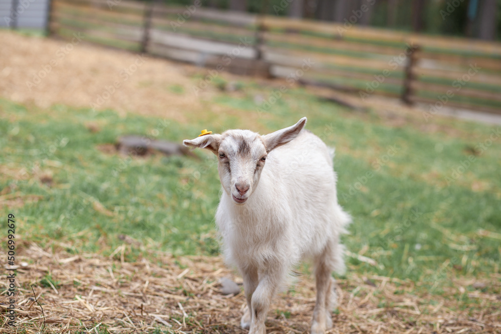 A small goat on the farm grazes and plays. Breeding goats and sheep. Housekeeping. A small goat on the farm grazes and plays. Breeding goats and sheep. Housekeeping.