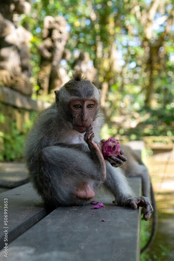 Crab-eating macaques (Macaca fascicularis lat.) at Monkey Forest in Ubud. Bali, Indonesia. Crab-eating macaques (Macaca fascicularis lat.) at Monkey Forest in Ubud. Bali, Indonesia.