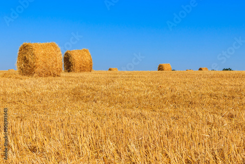 Round straw bales on a field after the grain harvest