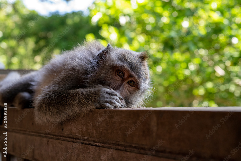 Obraz premium Crab-eating macaques (Macaca fascicularis lat.) at Monkey Forest in Ubud. Bali, Indonesia.