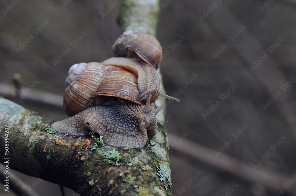 two grape snails on the branches of a tree
