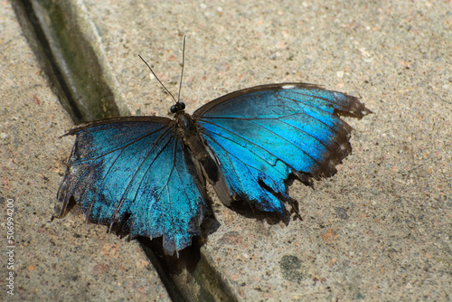 Blue morpho butterfly or morpho menelaus with tattered weathered wings on asphalt sidewalk photo