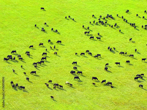 Cows herd. © alexfiodorov