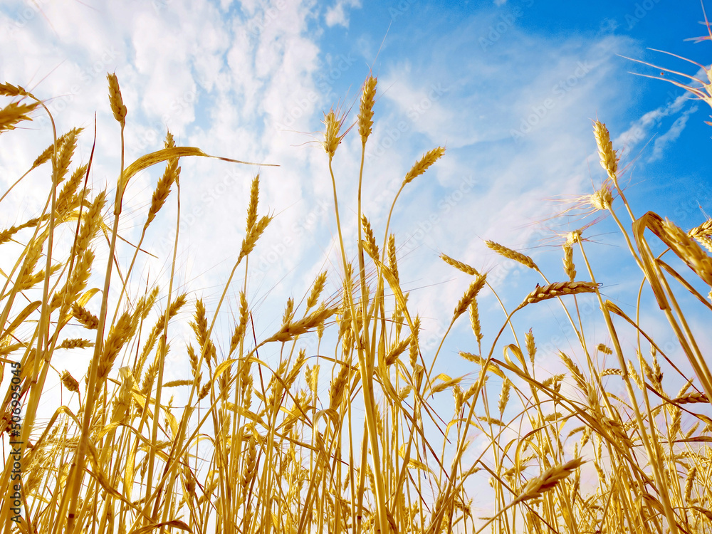 Obraz premium Wheat ears.