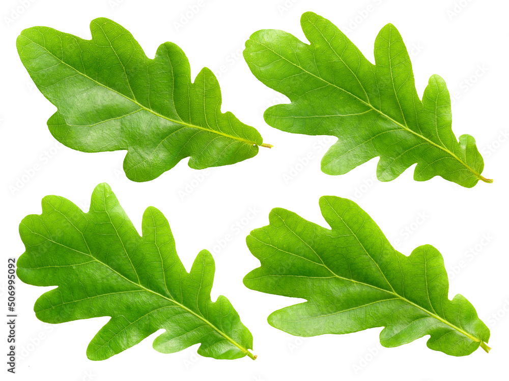 Obraz premium Oak leafs.