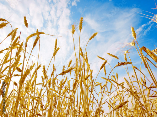 Wheat ears.