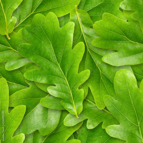 3D Tapete im Flur - Fototapete Oak leafs seamless background.