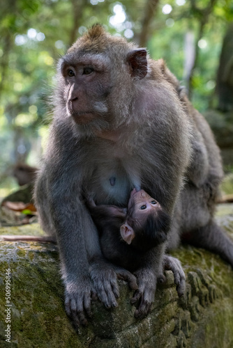 Crab-eating macaques (Macaca fascicularis lat.) at Monkey Forest in Ubud. Bali, Indonesia. © diveivanov