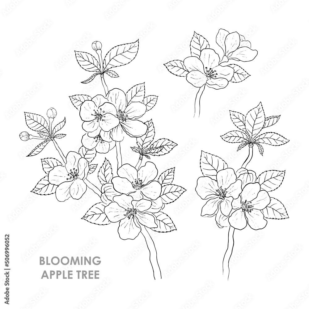 SET OF VECTOR BLOOMING APPLE TREES ISOLATED ON A WHITE BACKGROUND