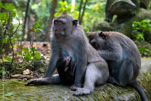 Fototapeta Naklejka Na Ścianę i Meble -  Crab-eating macaques (Macaca fascicularis lat.) at Monkey Forest in Ubud. Bali, Indonesia.