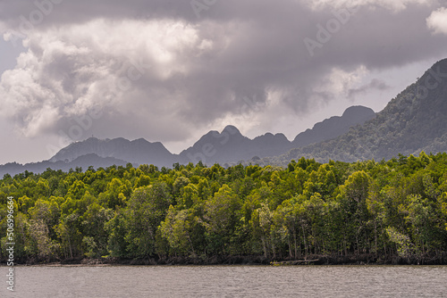 Mangroves Forest in Langkawi Island, Malaysia