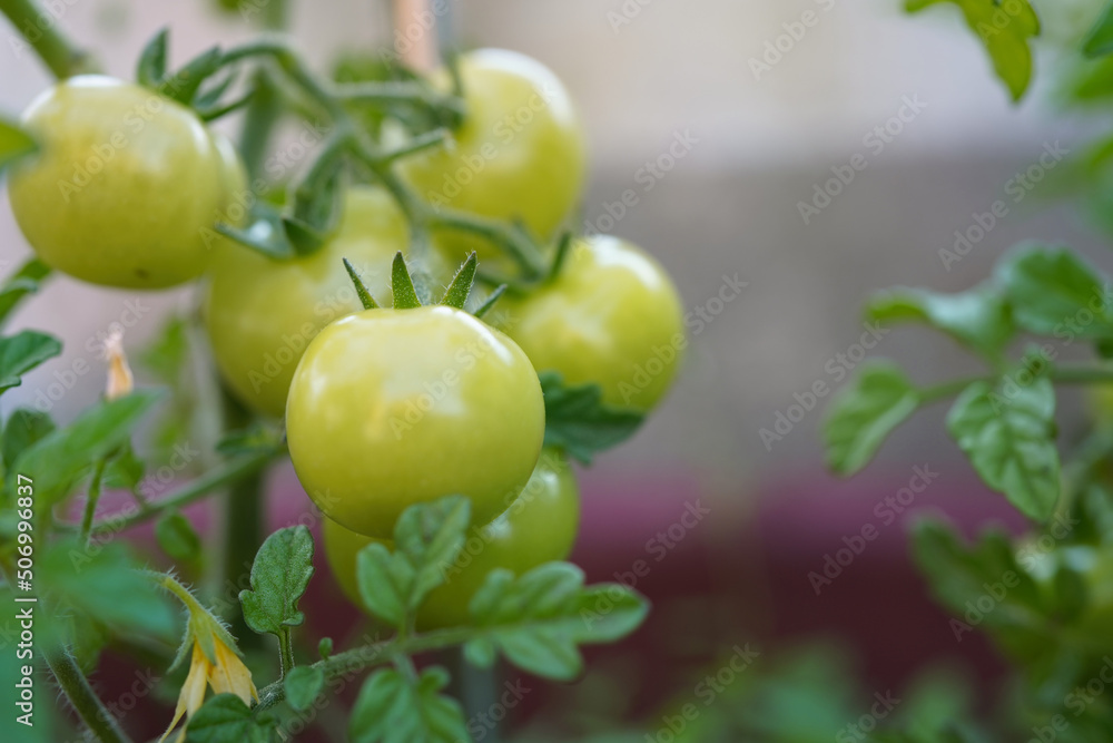 Fresh and nutritious tomato object, home grown crops