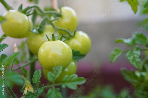 Fresh and nutritious tomato object, home grown crops