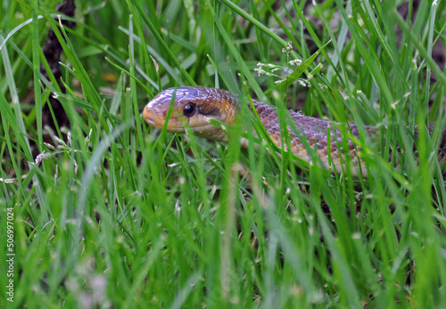 Grass snake in the field