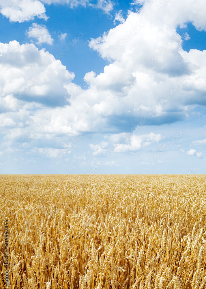 Fototapeta premium Wheat field.