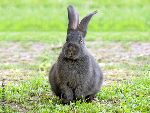 Fényképezés Rabbit.