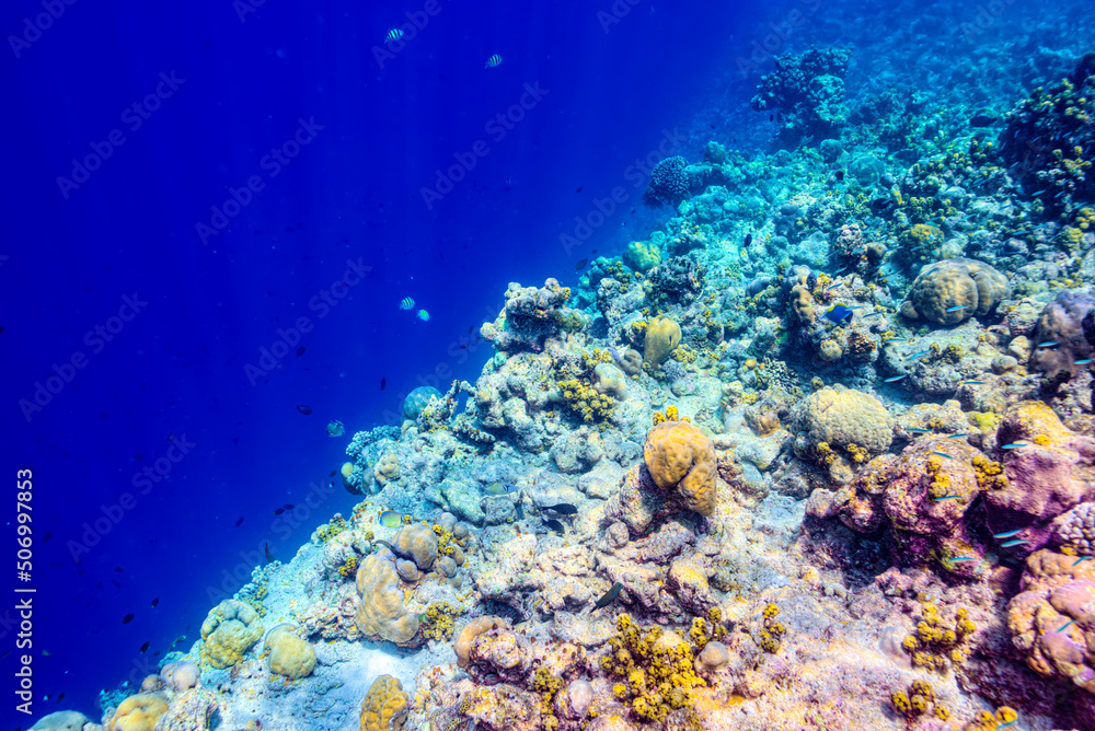 Fototapeta premium The magnificent underwater world of the Maldives.