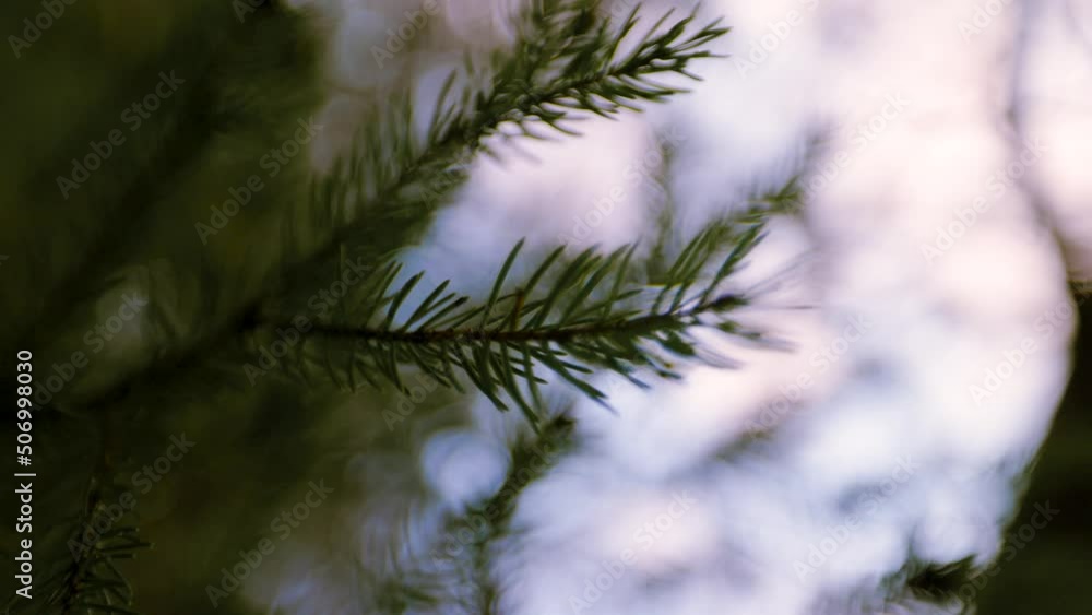 Close up of dreamy Pine branch Silhouette with out of focus blurry background Close up of dreamy Pine branch Silhouette with out of focus blurry background