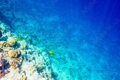 The magnificent underwater world of the Maldives. photo