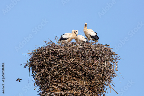 Three young White Storks in the nest and sparrow in flight. Ciconia ciconia.