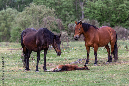 Mares observing the foal lying in the meadow. Fresno de la Carballeda  Zamora  Spain.