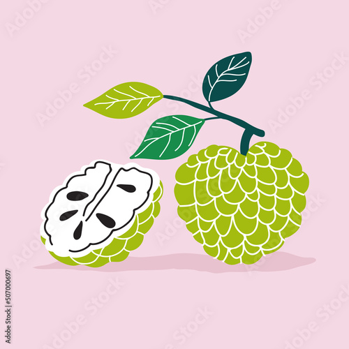 Cherimoya or custard apple. Fruiting branch with section. Vector illustration of exotic fruit on pink background. 