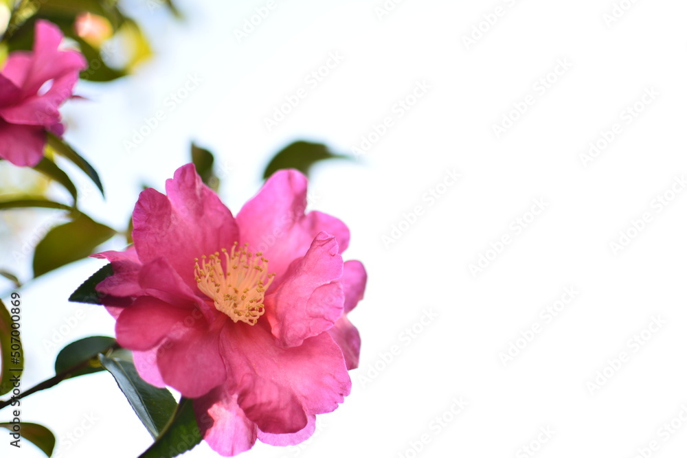 flower flower