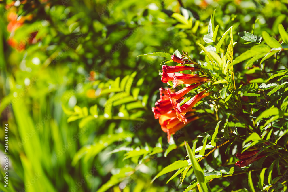 orange tecoma plant outdoor in sunny backyard orange tecoma plant outdoor in sunny backyard