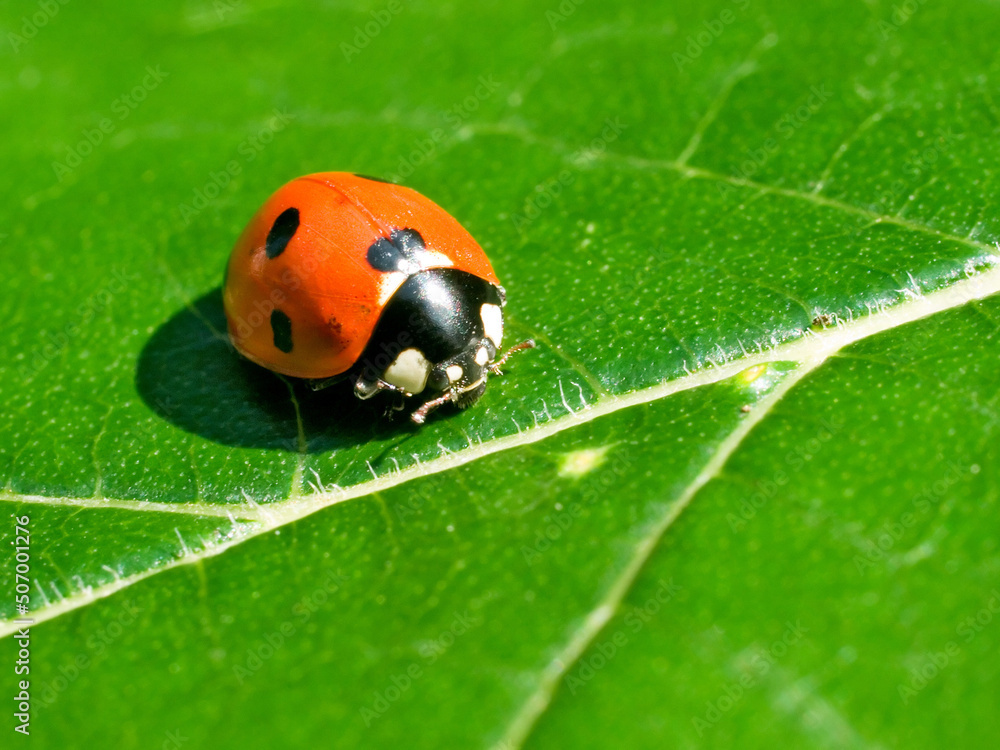 Fototapeta premium Ladybird.