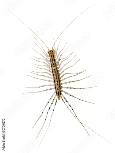 Canvas House centipede (Scutigera coleoptrata).