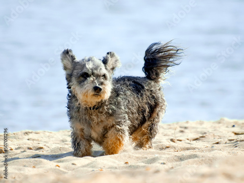 Obraz na plátne Dog on the beach.