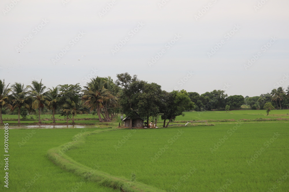 landscape with cows and trees in south Indian landscape with cows and trees in south Indian