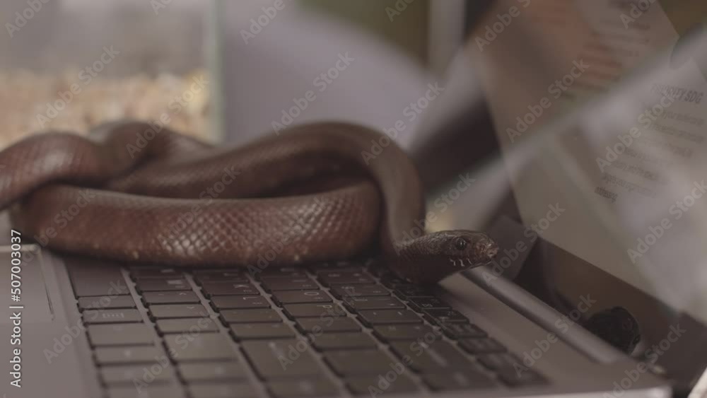 Slowmo of brown rat snake sticking its tongue out while sitting on