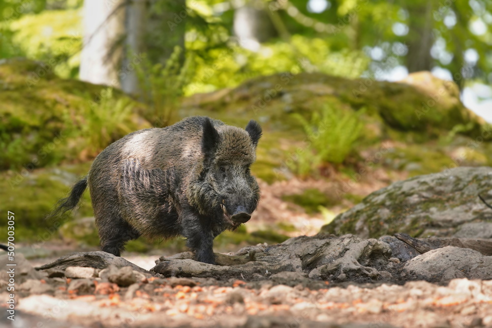 Sus scrofa. Beautiful portrait of a wild boar in the nature habitat. Sus scrofa. Beautiful portrait of a wild boar in the nature habitat.