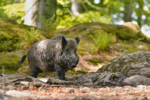 Sus scrofa. Beautiful portrait of a wild boar in the nature habitat. 